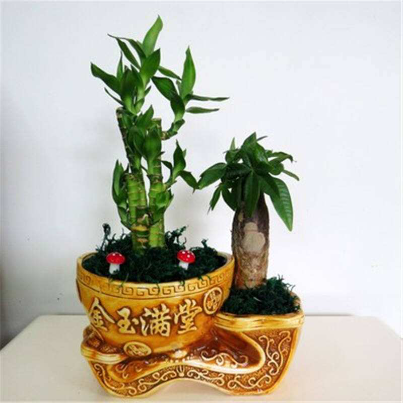 辦公室前臺(tái)放什么植物比較好，綠植擺放有哪些(圖2)